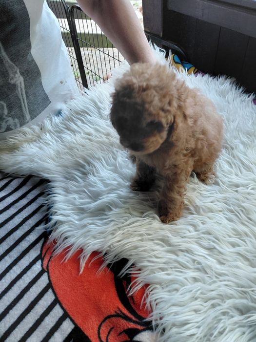 Maltipoo - suczka red