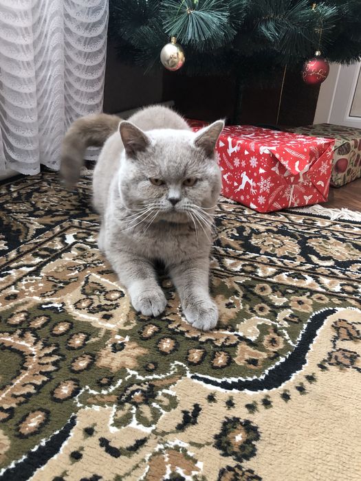 В‘язка шотландських котів