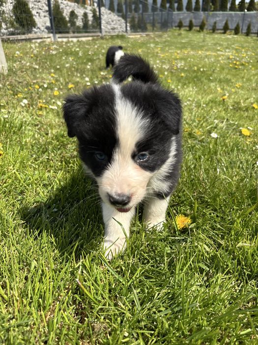 Szczeniak Border Collie