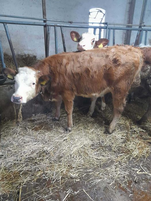 Sprzedam byczki i jałóweczki