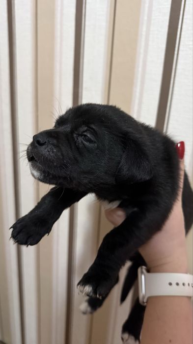 Отдам в хорошие руки (два мальчика и две девочки)