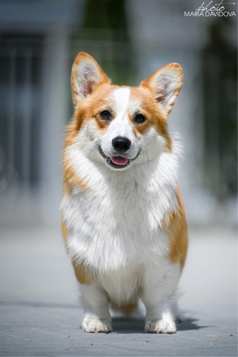 Кобель вельш коргі пемброк для вʼязки