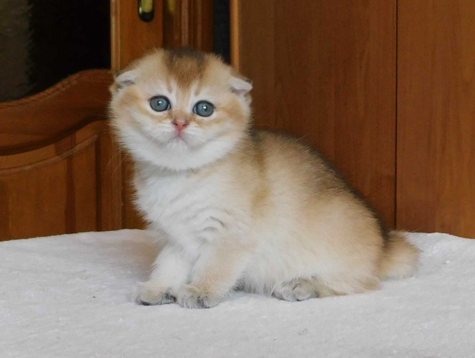 Шотландська висловуха зеленоока дівчинка Сінді