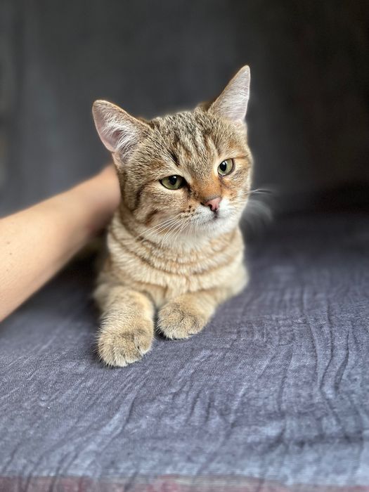 Котята котики отдам пушистый котенок