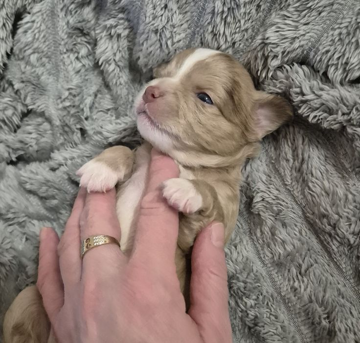 Chihuahua długowłosy  piesek  o wyjątkowym umaszczeniu Choco merle