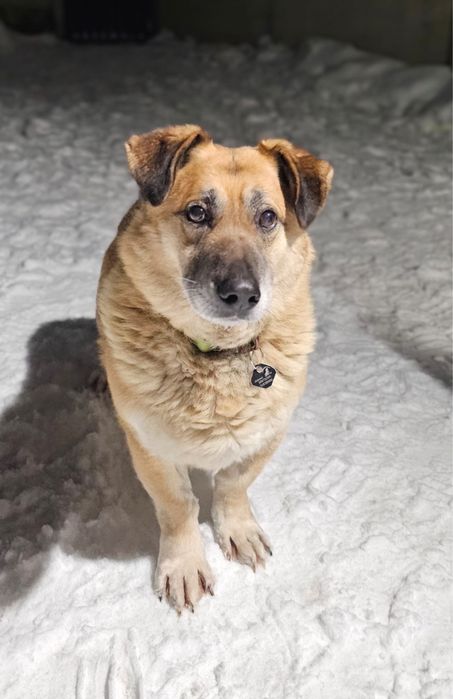 Nero gotowy do adopcji