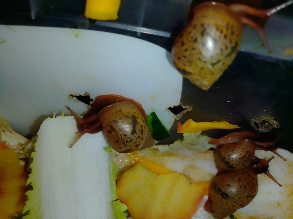 Равлики Ахатини Гігантські