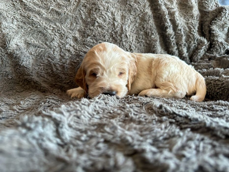 cocker spaniel  inglês