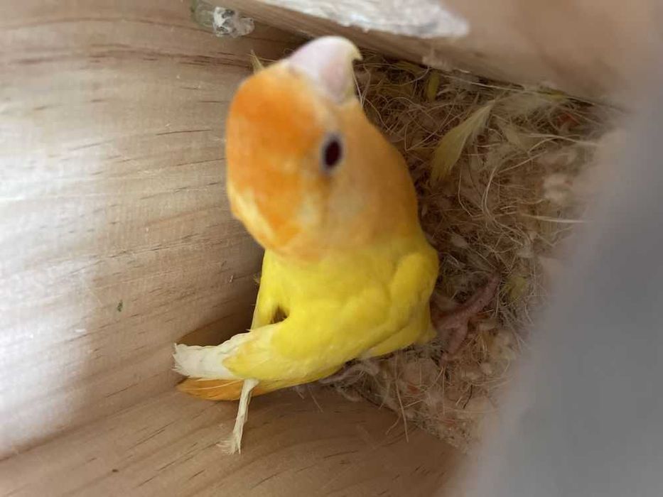 Aves de Bico Curvo (Ler Descrição)