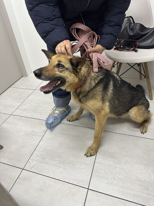 Собака в лушчие руки