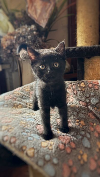 Милі кошенята Безкоштовно!