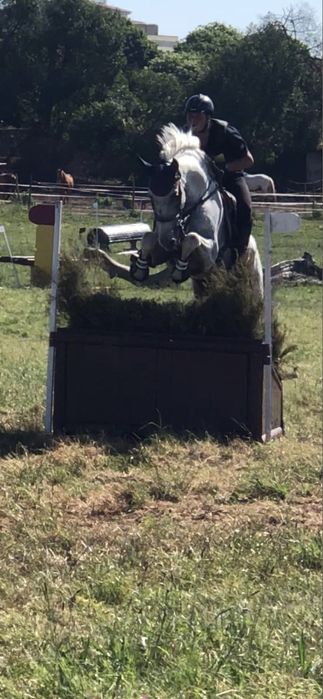 Puro Sangue Lusitano de desporto