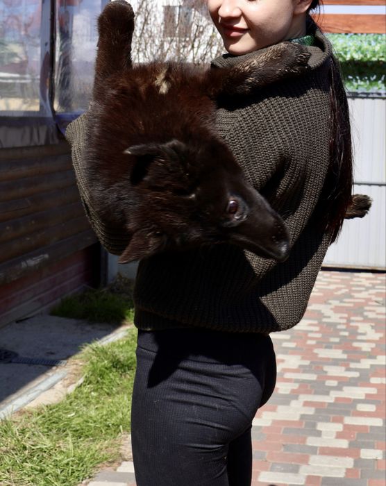 Скай метис вівчарки 1 рік  шукає дім