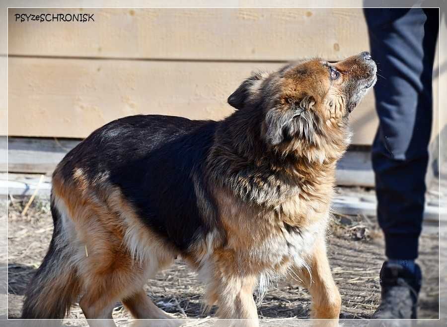 Kochana Kulka szuka domu