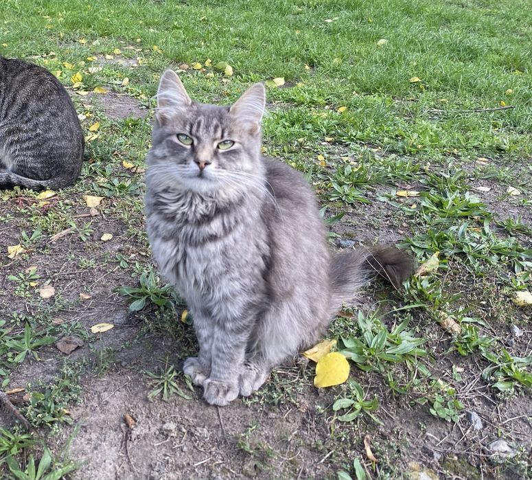 Котик в добрі руки, гарні кошенята, 8місяців