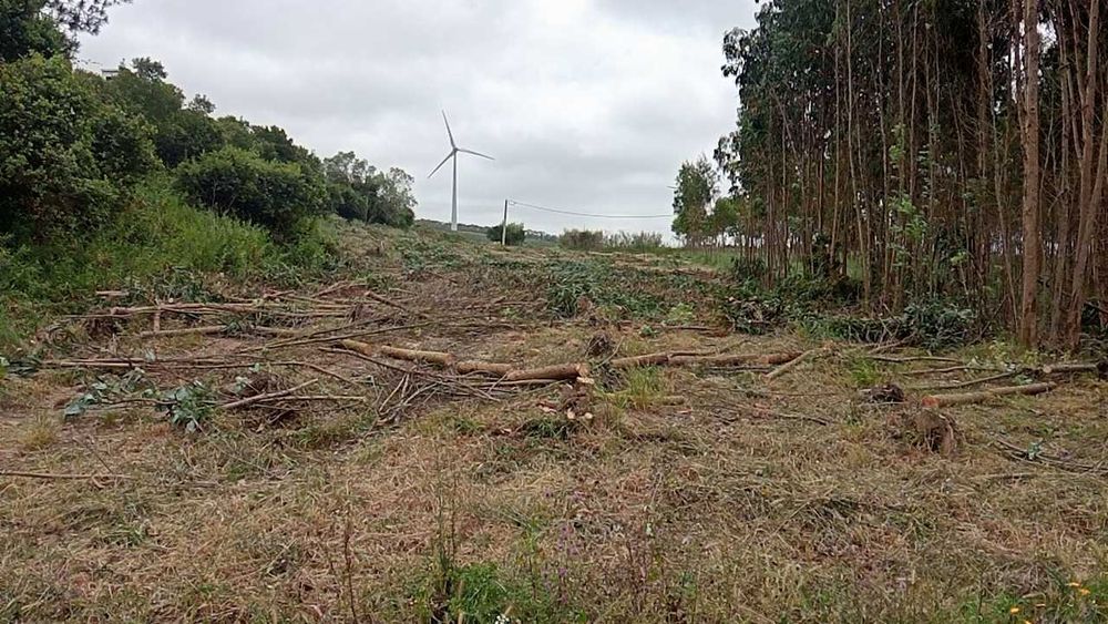 Corte/abate de árvores