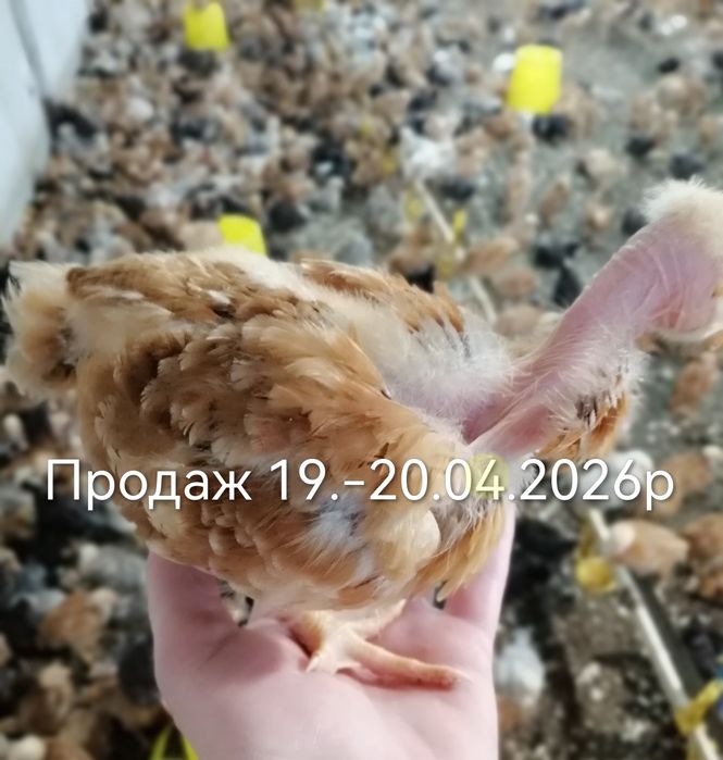 Підрощені курчата