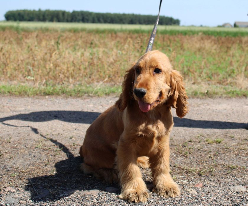 Cocker spaniel angielski piesek