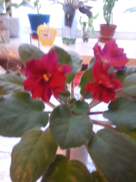 Продам фиалки цветущие