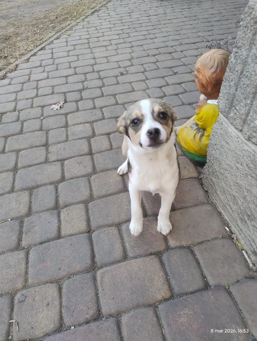 za darmo suczki kundelki  za darmo