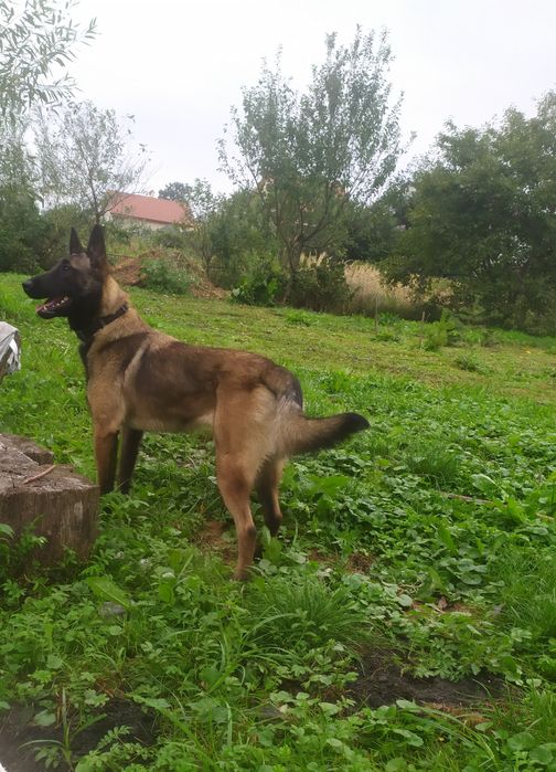 Малінуа Бельгійська вівчарка КСУ