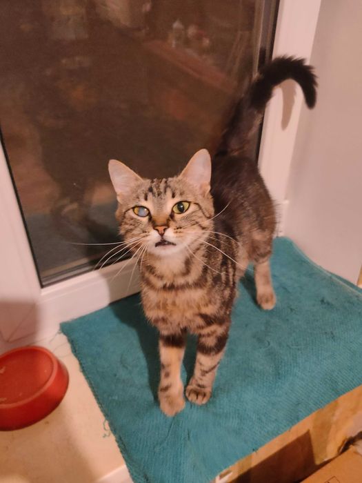 Кошечка Бася ищет дом с полной миской