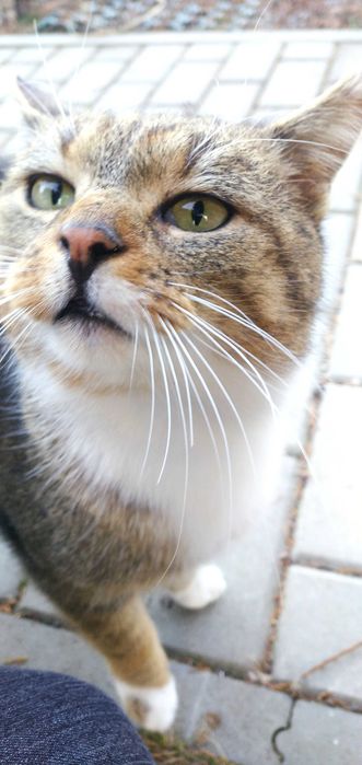 Wykastrowany kotek Ryś za darmo