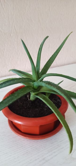 Алоє    .        .