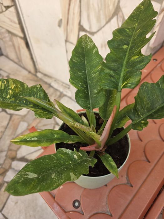 Philodendron 'Ring of Fire'
