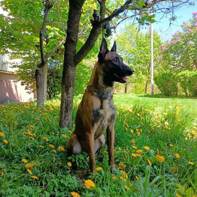 Предлагается для вязки кобель Малинуа