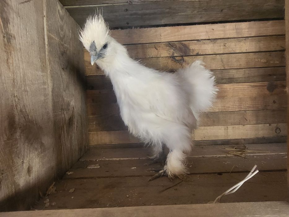 Silki białe  koguty