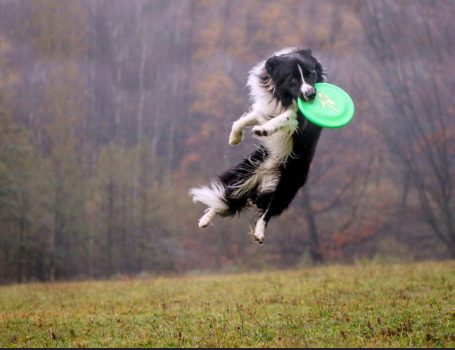 Zoopsycholog behawiorysta psów i kotów szkolenie szkoła dla psów