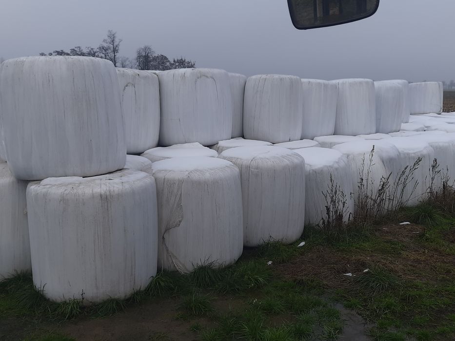 Lucerna sianokiszonka.