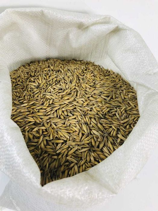 Owies Bezłuskowy Siewny Jary Owies Nagi Owsik 20 KG