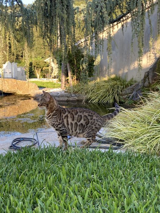 Gata bengal brown