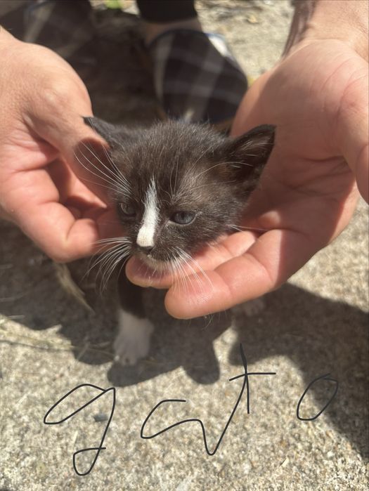 Dou gatinhos muito fofos