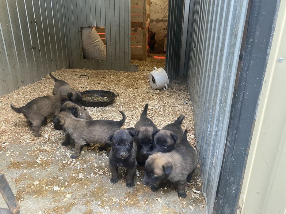 щенкі малінуа 20.12.2025 хлопчікі і девочкі