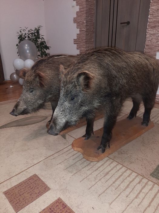 Два штучних кабана Можна по торгуватись