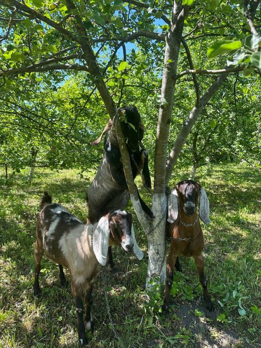 Продам кози англо - нубійської породи