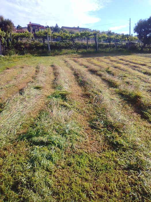 Azevém tradicional em fardo