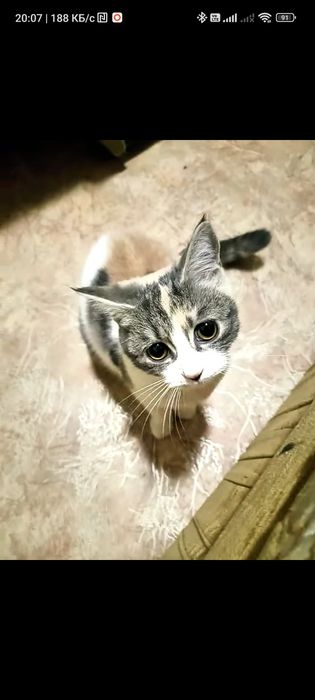 Отдам красивую кошечку в добрые ручки