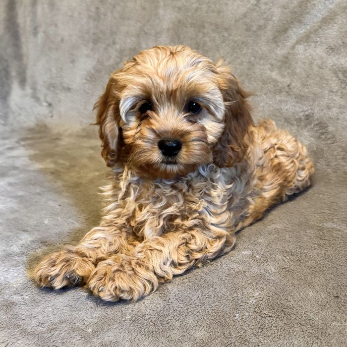 ^^SUCZKA^^Cavapoo