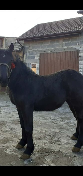 Sprzedam źrebicę zimnokrwistą