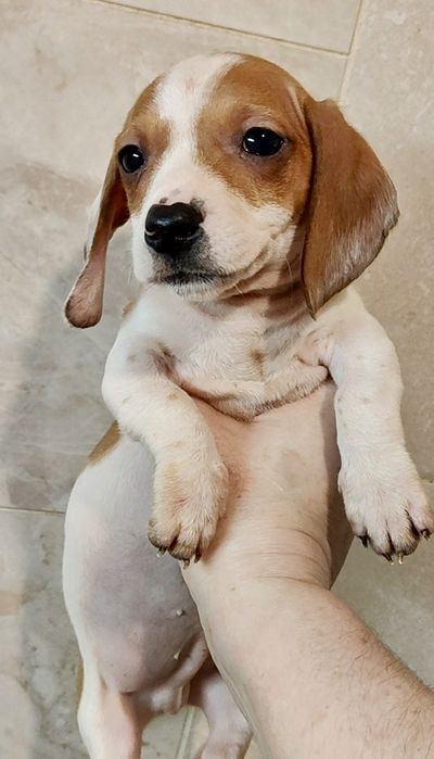 Цуценя кролячої такси пайболд з родовідом