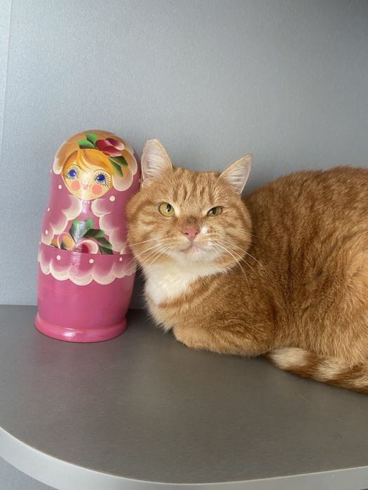 Девочка стерилизована спасена