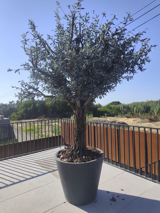 Oliveiras Artificiais de Luxo — Porte  Imponente