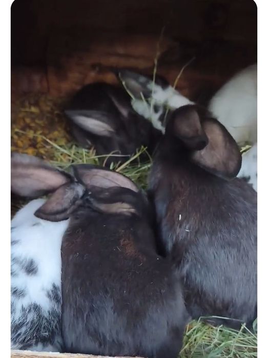 Продам малих кроликів