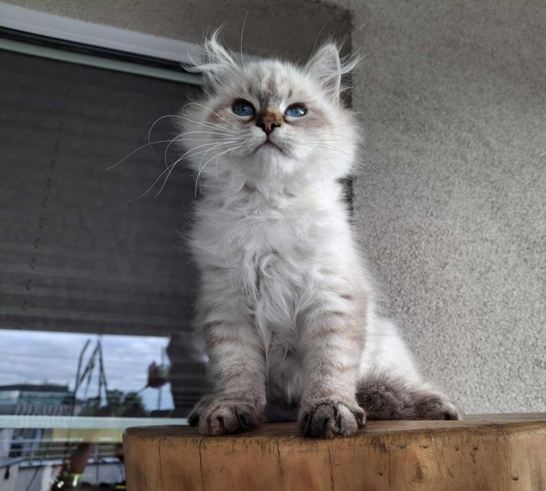 Twoje Marzenie o Kocie – Neva Masquerade z Hodowli Kocia Osada*PL