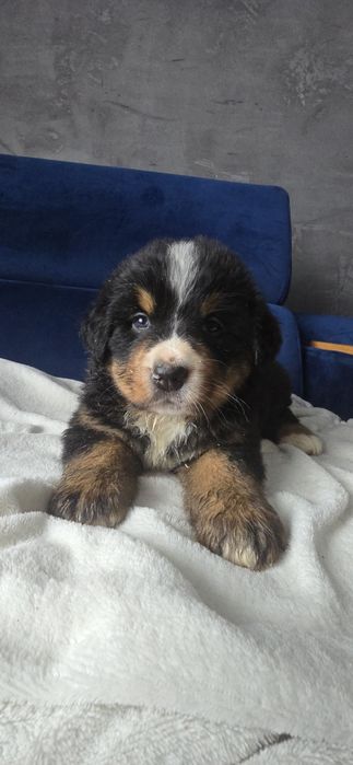 Berneński pies pasterski