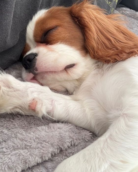 Cudowny King Charles Cavalier Spaniel